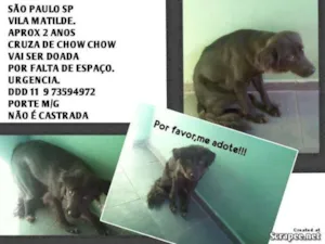 Cachorro raça SRD idade 2 anos nome Pretinha