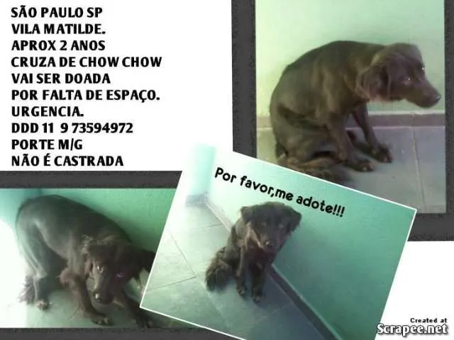 Cachorro ra a SRD idade 2 anos nome Pretinha