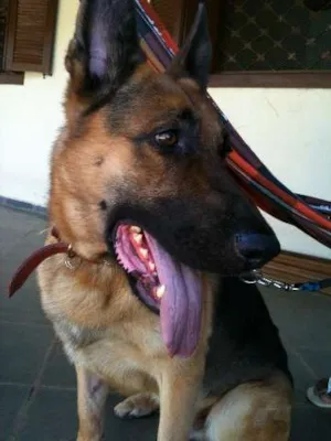 Cachorro raça Pastor Alemão idade 2 anos nome Zeus