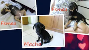 Cachorro raça SRD idade 2 a 6 meses nome 3 Filhotes