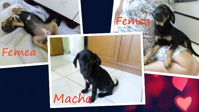 Cachorro ra a SRD idade 2 a 6 meses nome 3 Filhotes