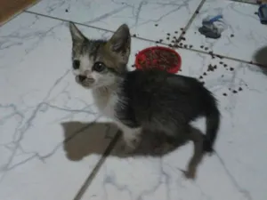 Gato raça Mestiço idade Abaixo de 2 meses nome Sem Nome