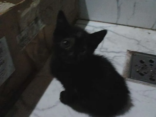 Gato raça Mestiço idade Abaixo de 2 meses nome Sem Nome