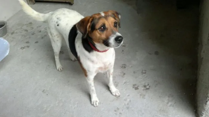 Cachorro ra a SRD idade 1 ano nome Pedrita