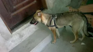 Cachorro raça SRD idade 7 a 11 meses nome Bell