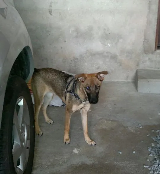 Cachorro ra a SRD idade 7 a 11 meses nome Bell
