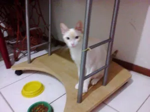 Gato raça felina idade 7 a 11 meses nome king