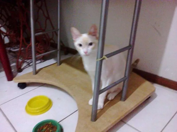 Gato raça felina idade 7 a 11 meses nome king