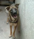 Bell