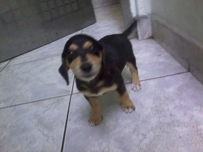 Cachorro ra a Basset-Cofap idade Abaixo de 2 meses nome Thor