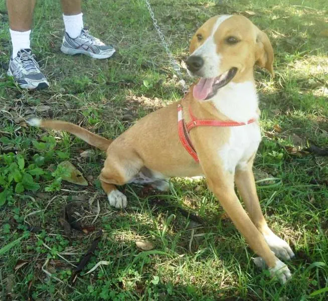Cachorro ra a SRD idade 7 a 11 meses nome Tedy