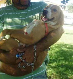 Cachorro raça SRD idade 7 a 11 meses nome Tedy