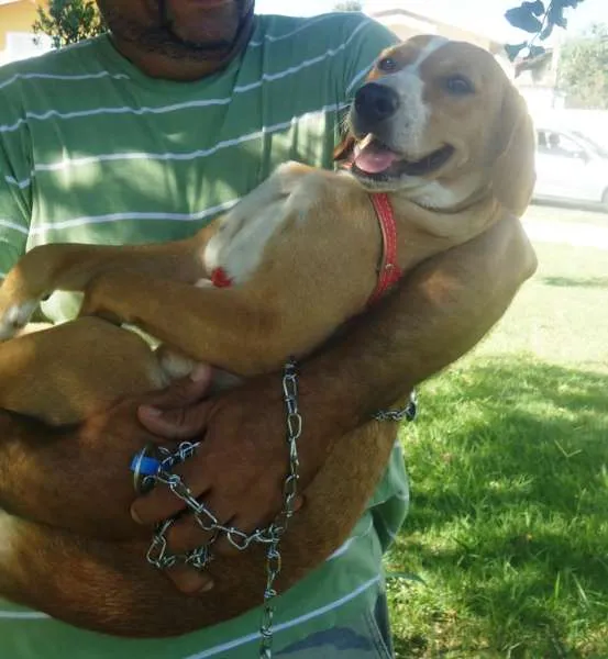 Cachorro ra a SRD idade 7 a 11 meses nome Tedy