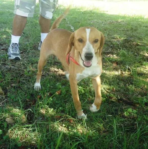 Cachorro ra a SRD idade 7 a 11 meses nome Tedy