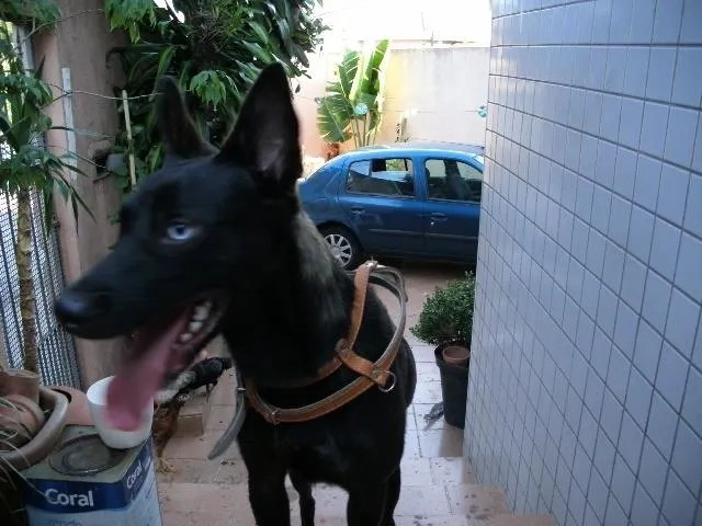 Cachorro ra a  idade 1 ano nome sem nome