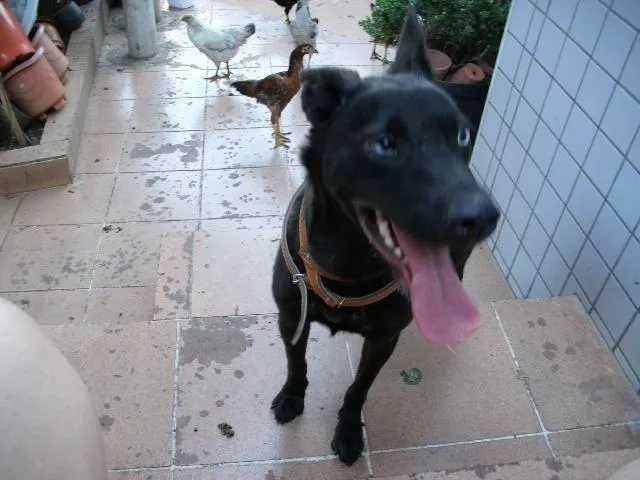 Cachorro ra a  idade 1 ano nome sem nome