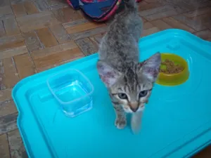 Gato raça srd idade 2 a 6 meses nome DONATELA