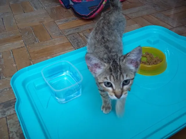 Gato ra a srd idade 2 a 6 meses nome DONATELA