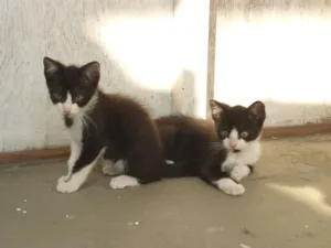 Gato raça SRD idade 2 a 6 meses nome Bebes fRAJOLINHAS