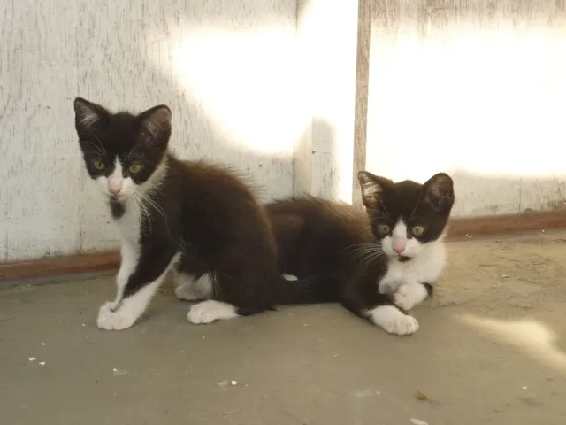 Gato ra a SRD idade 2 a 6 meses nome Bebes fRAJOLINHAS