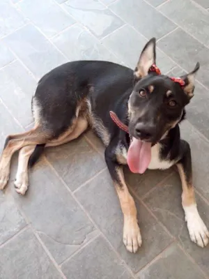 Cachorro raça SRD idade 7 a 11 meses nome Cristal