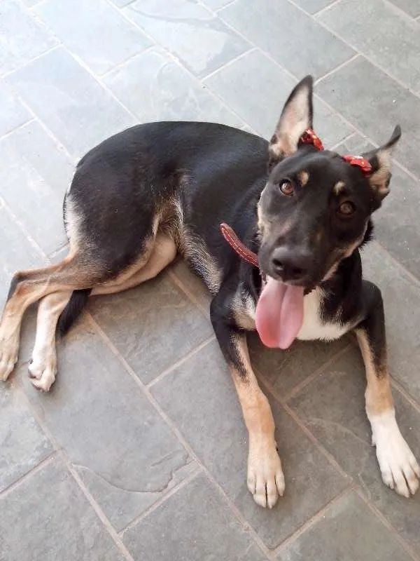Cachorro ra a SRD idade 7 a 11 meses nome Cristal