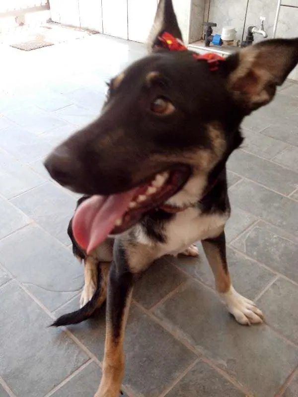 Cachorro ra a SRD idade 7 a 11 meses nome Cristal