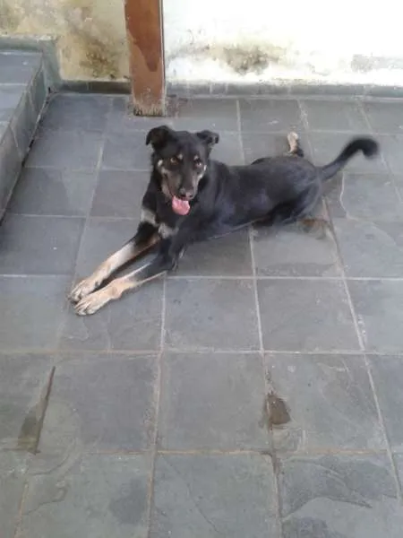 Cachorro ra a  idade 2 anos nome Toddy