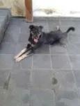 Toddy