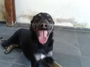 Cachorro raça  idade 2 anos nome Toddy