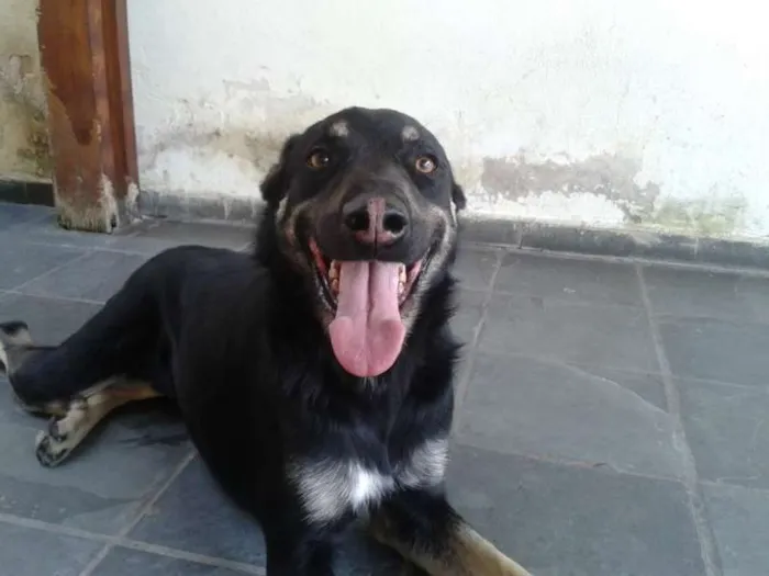 Cachorro ra a  idade 2 anos nome Toddy