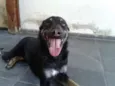 Toddy