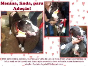 Cachorro raça SRD idade 2 anos nome Menina
