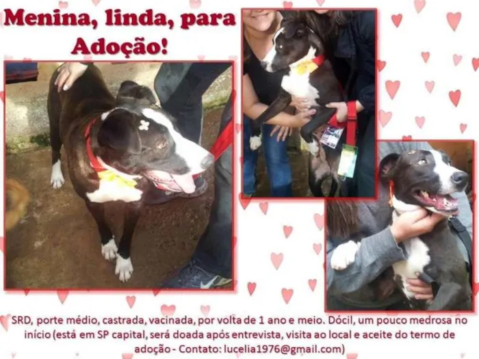 Cachorro ra a SRD idade 2 anos nome Menina