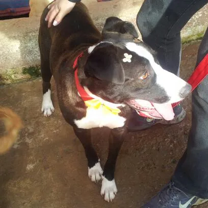 Cachorro ra a SRD idade 2 anos nome Menina