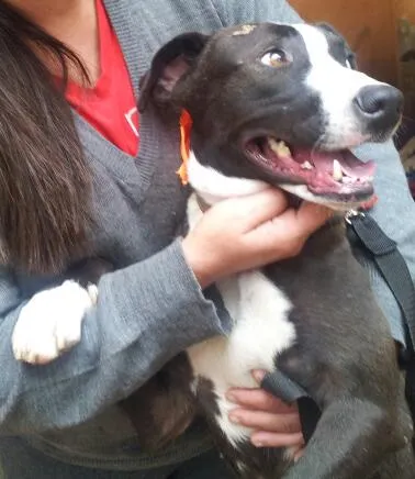 Cachorro ra a SRD idade 2 anos nome Menina