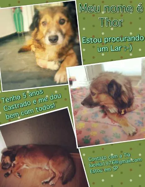 Cachorro ra a SRD idade 5 anos nome Thor