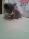 Cinzinha