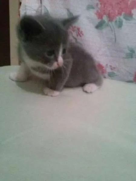 Gato ra a SRD idade 2 a 6 meses nome Cinzinha