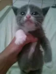 Cinzinha