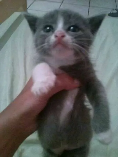 Gato ra a SRD idade 2 a 6 meses nome Cinzinha