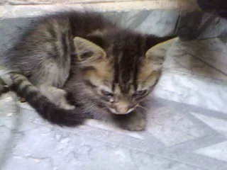Gato ra a não tem  idade Abaixo de 2 meses nome não tem 