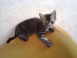 Gato raça não tem  idade Abaixo de 2 meses nome não tem 