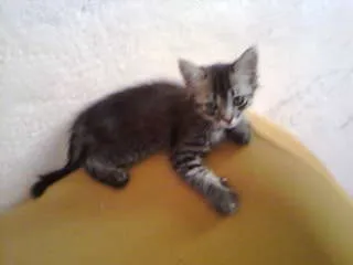 Gato ra a não tem  idade Abaixo de 2 meses nome não tem 