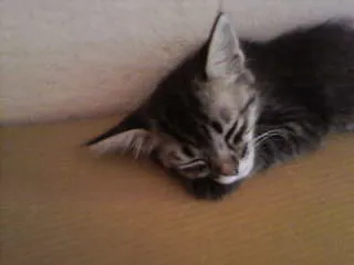 Gato ra a não tem  idade Abaixo de 2 meses nome não tem 