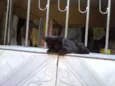 não tem 