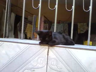 Gato ra a não tem idade Abaixo de 2 meses nome não tem 