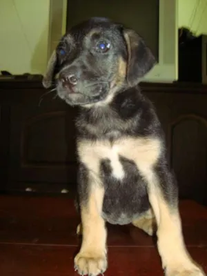 Cachorro raça Pastor Alemão idade 4 anos nome tchutchuca