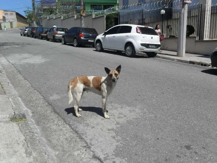 Cachorro raça srd idade 4 anos nome Alemão 