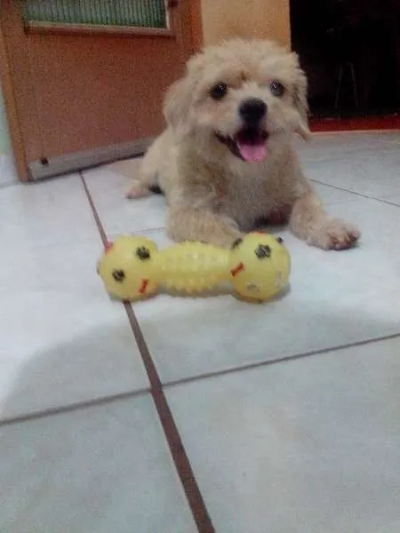 Cachorro ra a Lhasa Apso c/ Fox idade 2 a 6 meses nome Fênix